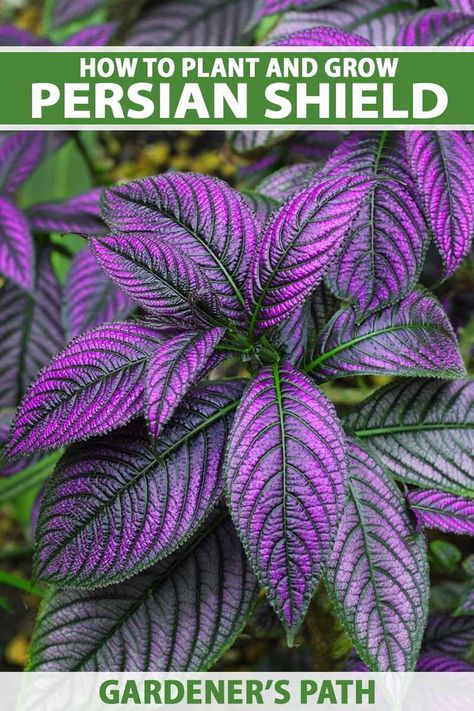 A close up vertical image of the vibrant purple foliage of Persian shield growing in the garden. To the top and bottom of the frame is green and white printed text. Persian Shield Plant Care, Strobilanthes Persian Shield, Persian Shield Plant, Cogic Fashion, Persian Shield, Pool Plants, Shade Landscaping, Purple Foliage, Patio Plans