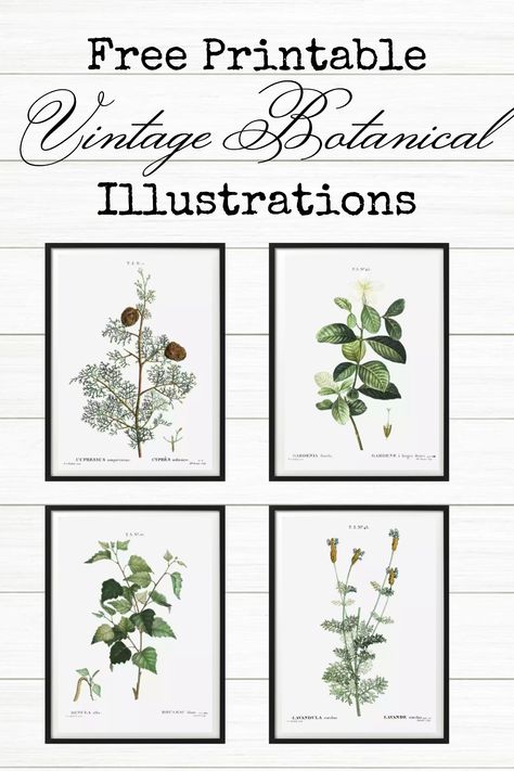 Free printable art - botanical illustrations, elegant DIY decor ideas for above the toilet Artwork For Bathroom Wall Decor, Free Black And White Printable Wall Art, Free Botanical Printables, Botanical Prints Free, Bathroom Wall Decor Ideas, Bathroom Art Printables, Simple Bathroom Decor, Rustic Pictures, Free Printable Wall Art