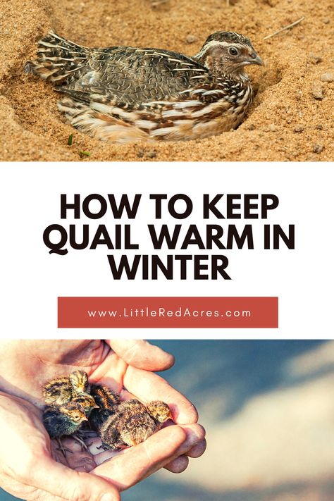 Quail Shelter, Winterizing Quail Coop, Winter Quail Coop, Cortunix Quail, Quail Flight Pen, Keeping Quail In Winter, Quail House Diy, Quail Habitat Diy, Quail Coop Ideas Diy Outdoor