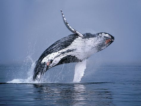 Humpback Whale Breaching Big Whale, Majestic Creatures, Africa Do Sul, Whale Art, Big Animals, A Whale, Rare Animals, Humpback Whale, Ocean Creatures