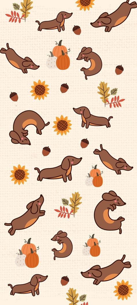 Dachshund Fall Wallpaper, Cute Dachshund Wallpaper, Dachshund Phone Wallpaper, Mini Dachshund Aesthetic, Weiner Dog Wallpaper, Daschund Wallpaper, Dog Wallpaper Aesthetic, Dachshund Wallpaper, Dog Wallpaper Iphone