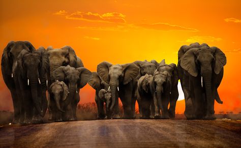 Sunset walk - A herd of elephants walking during sunset Sunset Walk, Elephant Photography, Herd Of Elephants, Elephant Images, Elephant Walk, Elephants Photos, Elephant Pictures, African Paintings, Save The Elephants