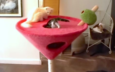 A pair of happy customers are wasted away again in Martini-ville. Kitty Tower, Kitty Condo, Take Chances, Pink Kitty, Cat Towers, Dior And I, Cat Condo, Food Safety, Cat Furniture