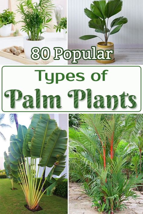 Here's an exclusive list of the Most Popular Types of Palm Plants that you can grow in your home and garden for that tropical feel and look. Under Palm Tree Landscaping, Plants For Outside Landscapes, Landscaping Tropical Garden, Types Of Palm Trees Outdoor, Indoor Palms Plants, Types Of Tropical Plants, Tropical Garden Plants Landscaping, Tropical Cabana Ideas Backyard, Different Types Of Palm Trees