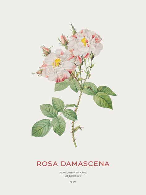 Damask Rose Aesthetic, Rose Damascena, Rosa Damascena, Botanical Drawing, Botanical Illustration Vintage, Rosé Aesthetic, Damask Rose, Haifa, La Rose