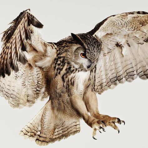 Great Owl Horned, Bird Landing Drawing, Great Horned Owl Tattoo Drawing, Owl Reference Photo, Horned Owl Photography, Great Horned Owl Flying, Great Horned Owl Tattoo, Great Horned Owl Drawing, Owl Reference