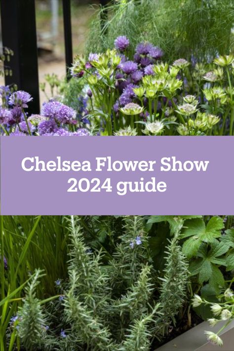 Chelsea Flower Show 2024 returns with inspiring garden designs and practical advice for seasoned and novice gardeners, and some key themes: money-saving tips, the joys of gardening and championing sustainability. Rhs Chelsea Flower Show 2024, Rhs Chelsea Flower Show Gardens, Chelsea Garden Show 2024, Chelsea Flower Show 2024, Chelsea Garden Show, Small Scale Gardening, Planting Combinations, Chelsea Garden, Rhs Chelsea Flower Show