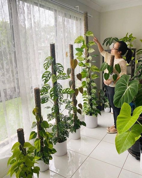 How to Tie Monstera to Moss Pole: A Comprehensive Guide Houseplant Decor, Toxic Plants For Cats, Houseplants Decor, Plant Training, Types Of Moss, Light Pants, Tattoo Plant, Houseplants Low Light, Moss Pole