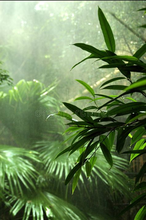 Rainforest Plants, Forest Mural, Forest Plants, Rain Forest, Living Things, Forest Photography, Amazon Rainforest, Tropical Forest, In The Jungle