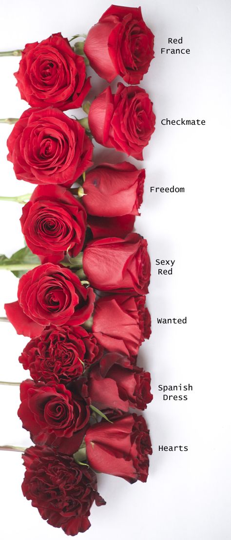 Flirty Fleurs Red Rose Color Study with Roses provided by Mayesh Wholesale - Hearts, Spanish Dress, Wanted, Sexy Red, Freedom, Checkmate, Red France Flower Chart, Spanish Dress, Tout Rose, Rose Varieties, Color Study, Flower Meanings, Belle Rose, Flower Names, Types Of Flowers