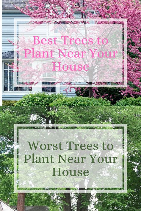 When you choose the right tree, you save yourself the future headache of roots damaging your home’s foundation or fallen leaves constantly at your front door. Make the stress-free choice by learning about the best and worst trees to plant near a house below. Trees In Front Of House Landscaping, Tree Planting Layout, Front Yard Tree Planting Ideas, Front House Trees, Plants Near House Foundation, Medium Sized Trees Front Yards, Trees In Front Of Windows, Good Trees To Plant Near House, Best Trees To Plant Near House