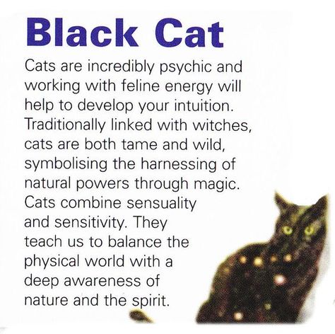 Your Animal Spirit Guide for May 15th is The Black Cat – Witches Of The Craft® Animal Totem Spirit Guides, Cat Spirit Animal, Spirit Animal Meaning, Animal Meanings, Cat Spirit, Animal Spirit Guide, Animal Communication, Spiritual Animal, Animal Spirit Guides