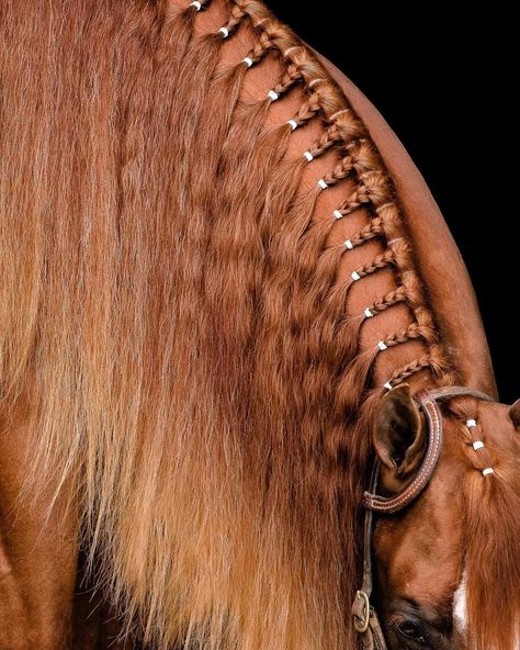 Horses Mane Styles, Western Braids For Horses, Horse Hairstyles Braids, Braided Horse Mane Ideas, Banding Horse Mane, Mane Styles For Horses, Horse Mane Hairstyles, Horse Show Hairstyles Western, Western Horse Mane Ideas