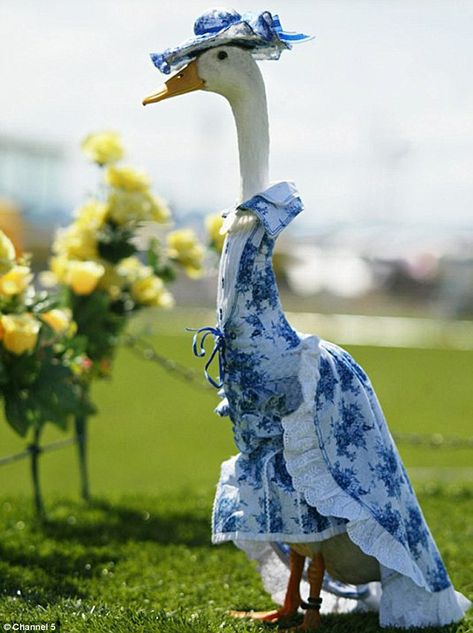 Animal Dress Up, Pet Ducks, Cute Ducklings, Duck Duck Goose, Funny Duck, Dog Yoga, Duck Cloth, Duck Duck, Funny Birds