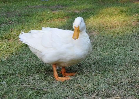 Pekin Duck Breed: Everything You Need To Know - The Happy Chicken Coop Duck Housing, Pekin Ducklings, Pekin Ducks, Aflac Duck, Pekin Duck, Chicken Raising, Backyard Ducks, Duck Breeds, Duck Farming