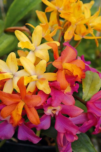 Laeliocattleya, a complex and highly popular orchid hybrid #flowers The Secret Garden, Beautiful Orchids, Hawaiian Flowers, Orchid Flower, Exotic Flowers, Purple Orange, Flower Beauty, Shade Garden, Beautiful Blooms