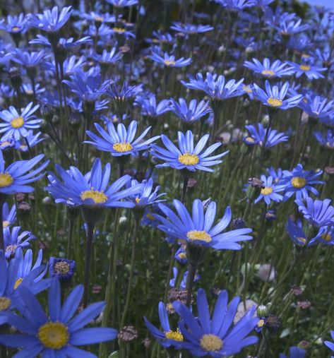 Blue daisy Blue Daisies Aesthetic, Daisy Flower Colors, Different Color Daisies, Blue Daisy Aesthetic, Blue Gerbera Daisy, Quilt Banner, Daisy Flower Purple, Daisy Meaning, Heirloom Flowers