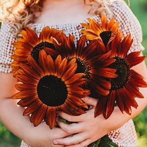 Maroon Sunflower, Velvet Queen Sunflower, Seed Vault, Red Sunflowers, Dimensional Color, Heirloom Vegetables, Red Petals, Attract Pollinators, Seed Saving