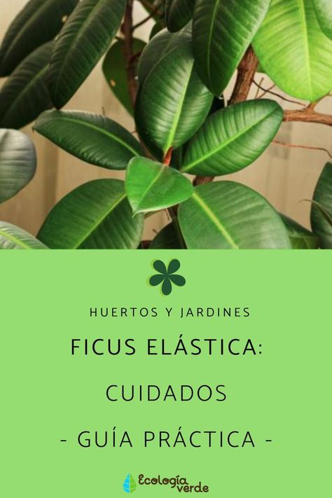 Aprende sobre los cuidados del Ficus elastica para cuidarlo adecaudamente en casa. 🌿 #ficuselastica #cuidadosdelficuselastica #cuidadosdelosficus #ficus #huertosyjardines #jardines #huertos #plantasdeexterior #plantasdeinterior #jardineria #ecologia Ficus Elastica, Plant Mom, Man Cave, Plant Leaves, Prince, Elastic, Plants, Flowers