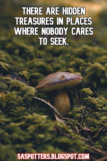 Mushroom quote Health And Fitness Quotes, Adventure Quote, Energy Consciousness, Mushroom Hunting, Travel Finds, Say That Again, Different Quotes, Outdoor Quotes, Quotes To Inspire