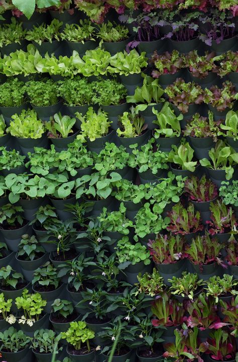 How to make a living wall – an easy step by step guide | Real Homes Vertical Garden Wall Diy How To Build, Garden Living Wall, How To Make A Living Wall Outdoors, Living Wall Outdoor Diy, Living Garden Wall, Living Walls Outdoor Diy, Diy Living Wall Outdoor, How To Make A Living Wall, Vertical Garden Diy Outdoor