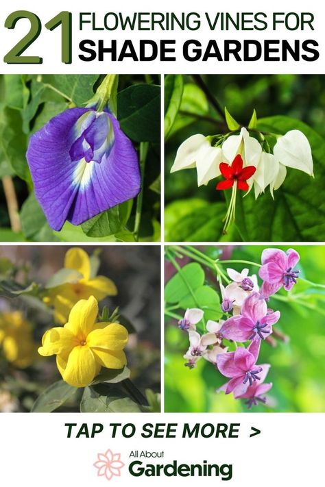 In this article, you'll learn about our favorite flowering vines for shade gardens and shady areas, along with what zones they typically grow the best in! Come check it out! Vining Plants For Shade, Vines For Shaded Areas, Shade Vines Flowering, Best Flowers For Shade, Vines For Shade, Fast Growing Flowering Vines, Zone 8 Plants, Flower Planting Guide, Perennial Flowering Vines