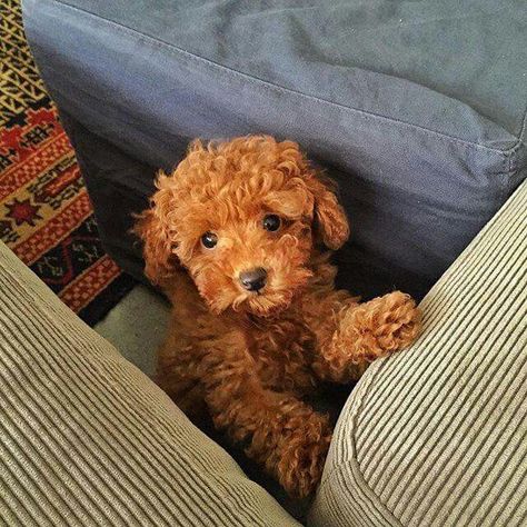 Dog Puppy Aesthetic, Puppy Aesthetic, Mini Goldendoodle Puppies, Puppy Mom, Dog Mommy, Toy Poodle Puppies, Super Cute Puppies, Cute Animals Puppies, Very Cute Dogs