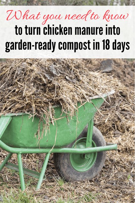 Chicken Manure Compost, Chicken Composting, Manure Composting, Chicken Barn, Chicken Manure, Composting Process, Backyard Chicken Farming, Chicken Garden, Permaculture Gardening