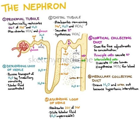 Anatomy of a nephron Mcat Mnemonics, Nephron Anatomy, Renal Physiology, Bio Notes, Nurse Anesthesia, Pa School, Vet School, Nursing School Studying, Nursing School Tips