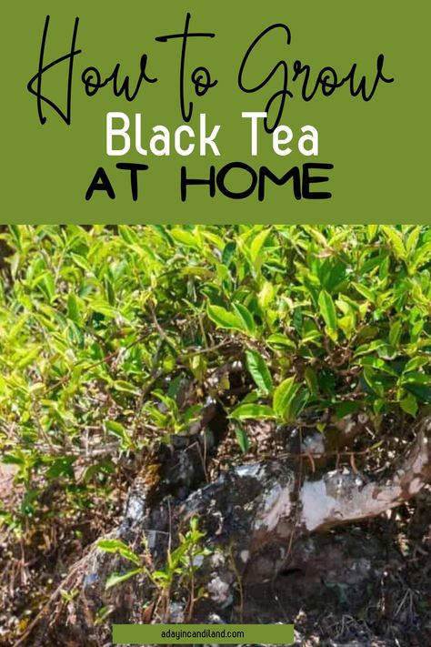 Black tea is made from the leaves of the plant Camellia Sinensis. It’s the most widely consumed type of tea in the world. Learn how to grow it here. Growing Tea, Green Tea Plant, Camellia Tree, Type Of Tea, Herbal Tea Garden, Medicinal Herbs Garden, Black Tea Leaves, Tea Plant, Camellia Sinensis