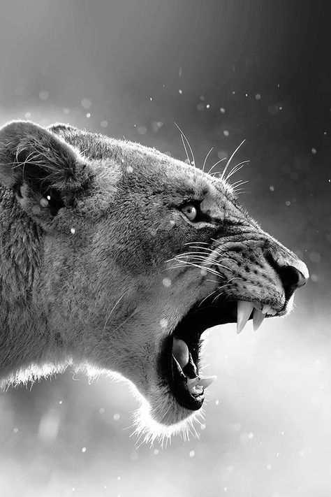 I love this black and white picture of this lion Lion Tattoo, Kruger National Park, Female Lion, Söt Katt, Lion Wallpaper, Lion Pictures, Animale Rare, Lion Art, A Lion