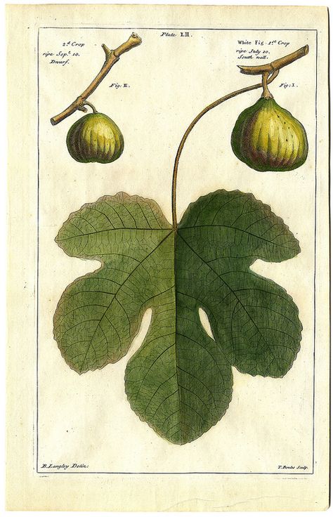 Fig and leaf etching from Pomona or The Fruit-Garden Illustrated by Batty Langley, 1729 Fig Leaf Illustration, Fig Leaf Drawing, Ficus Carica, Fig Plant, Fig Leaf, Garden Illustration, Illustration Botanique, Leaf Drawing, Fig Leaves