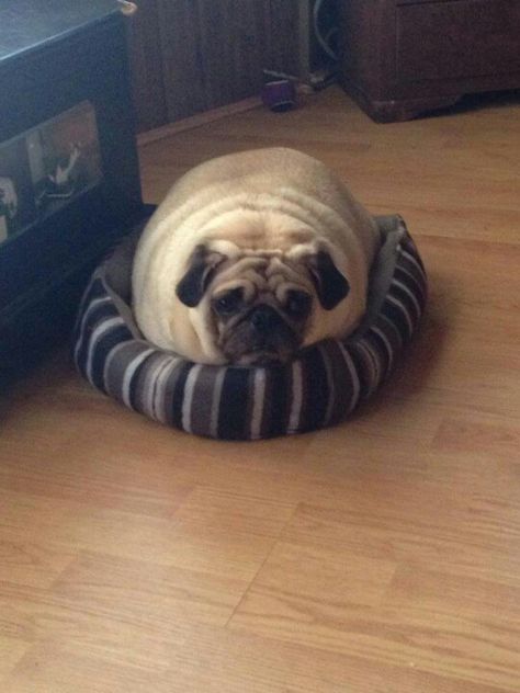 "Diet?! What, you don't fill up your bed? It fits!" Train Your Dog, A Pug, Pug Dog, Pug, Diet, Train, Pet, Bed, Dogs