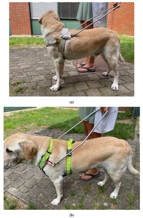 Animals | Free Full-Text | Influence of Two Types of Guide Harnesses on Ground Reaction Forces and Step Length of Guide Dogs for the Blind Guide Dogs For The Blind, Blind Dog, Dog Harnesses, Guide Dog, Dog Harness, Collar And Leash, Blinds, Stars, Dogs