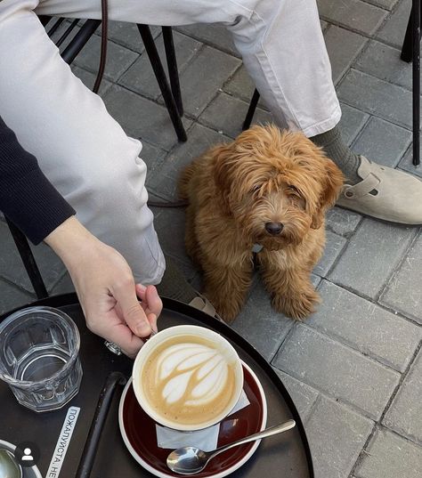 Dog Cafe Aesthetic, Dog Drinking Coffee, Dog And Coffee, City Cafe, Pet Cafe, Dog Marketing, Dog Mommy, Dog Cafe, Beach Cafe