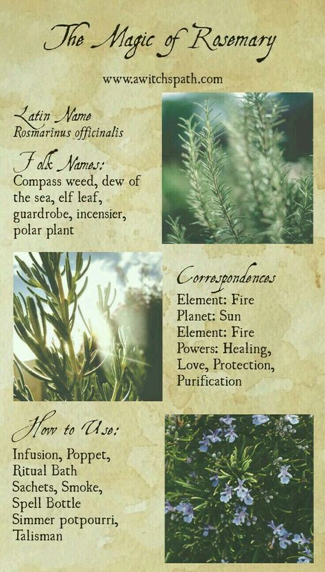 Rosemary Herbs And Their Uses, Rosemary Green, Magickal Herbs, Witch Herbs, Green Witchcraft, Witch Garden, Magic Herbs, Eclectic Witch, Magical Herbs