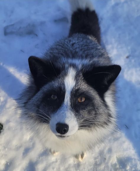 Marble Fox Aesthetic, Marble Fox Therian, Marble Fox Photography, Marble Fox Therian Mask, Fox Breeds, Japanese Raccoon Dog, Birman Cat, Fox Pictures, Foxes Photography