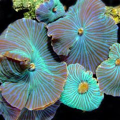 Sunday Invertebrates - Discosoma Mushroom Corals Saltwater Tank, Mushroom Coral, Blue Mushroom, Cnidaria, Air Tawar, Beautiful Sea Creatures, Sea Coral, Underwater Creatures, Underwater Life