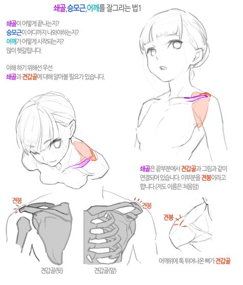 Anatomy Tutorial, Human Drawing, Drawing Studies, Anatomy Poses, Body Anatomy, Anatomy Drawing, Guided Drawing, Body Drawing, Anatomy Reference