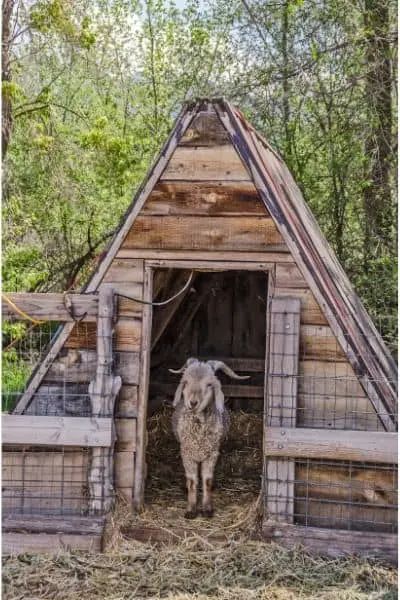 Pig Shelter, Goat Fence, Goat Playground, Goat Shed, Goat Shelter, Goat Milking, Mini Goats, Goat House, Country Cottages