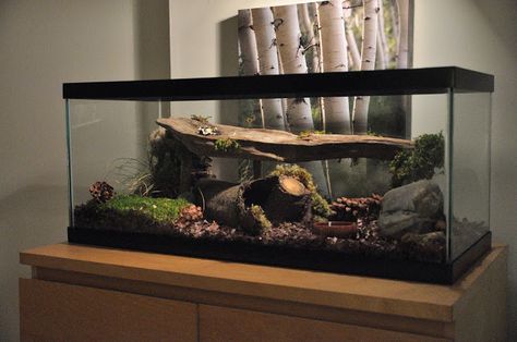 http://www.plantedtank.net/forums/showthread.php?t=193240 Modern Snake Enclosure, Pet Snake Habitat, Cornsnakes Habitat, Snake Cage Ideas, Snake Habitat Ideas, Corn Snake Terrarium, Snake Tanks, Snake Habitat, Snake Cage