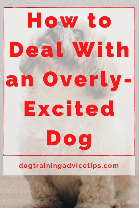 Excited Dog, Dog Behavior Training, Dog Remedies, Dog Leash Training, Dog Behavior Problems, House Training Dogs, Dog Area, Dog Training Advice, Dog Training Techniques