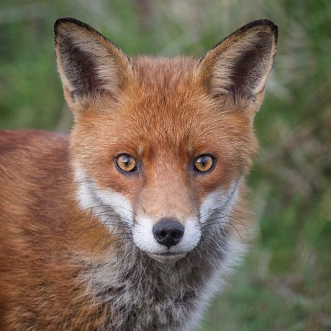 Red-Fox head detail_3 by Tony McLean, via Flickr Fox Profile Picture, Trickster Archetype, Felted Portraits, Fox Sitting, Fox Sculpture, Fluffy Things, Dragon Tea, Fox Pictures, Foxes Photography