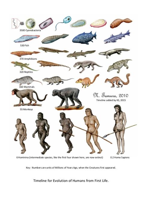 Timeline for Evolution of Humans Prokaryote Cell, Human Evolution Tree, Evolution Project, Evolution Art, Prehistoric Wildlife, Creative Media, Early Humans, Prehistoric World, Human Evolution