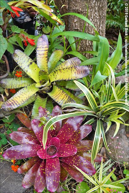 Neoregelia Bromeliads, Bromeliads Garden, Bromeliads Landscaping, Succulent Garden Landscape, Shade Tolerant Plants, Florida Garden, Small Yard Landscaping, Florida Plants, Tropical Garden Design