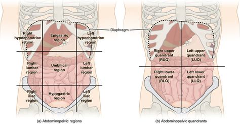 The Human Body Anatomy, Serous Membrane, Thoracic Cavity, Sigmoid Colon, Referred Pain, Cerebrospinal Fluid, Human Body Anatomy, Body Map, Human Anatomy And Physiology