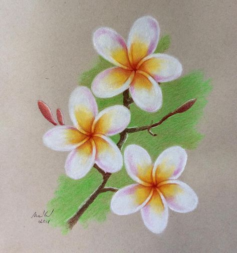 Flowers by soft pastels #flower#pastels#drawing#pictures#paper#colour#spring#art#softpastel#frangipani# Flower Drawing Colourful, Soft Pastel Colour Drawing, Flower Drawing Design Colour, Beautiful Flower Drawings Colour, Pencil Colour Drawing Flower, Pastel Pencil Art, Doodles Sharpie, Spring Sketch, Spill Art