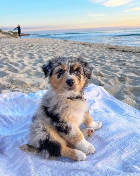 All Posts • Instagram Australian Shepherd Puppy, Shepherd Puppy, Dog Sitting, Australian Shepherd, At The Beach, The Ocean, The Beach, Blue