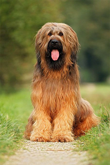 Briard Dog Breed Picture Phteven Dog, Newfie Dog, Briard Dog, Loyal Dog Breeds, Dog Breeds Pictures, Standard Schnauzer, Skai Jackson, I Like Dogs, Search Pins