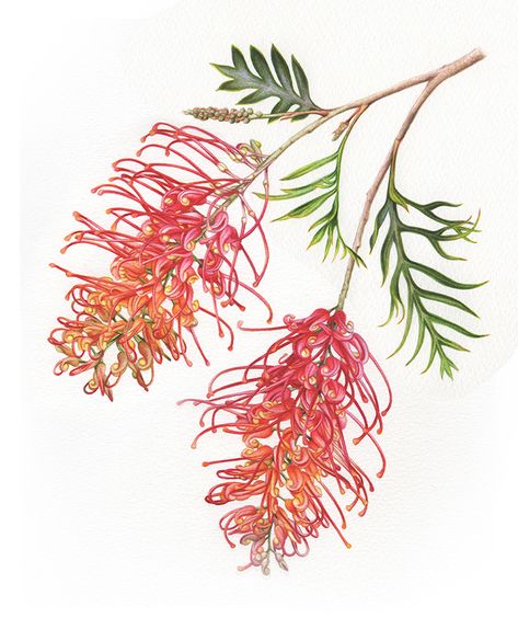 Australian Botanical Illustrations - Eucalyptus and Grevillea in watercolour. The latest project to come across my painting table has been quite the challenge, of course! Native Australian Plants Drawing, Croquis, Watercolor Australian Flowers, Grevillea Flower Drawing, Australian Flowers Watercolour, Australian Natives Drawing, Australian Native Wildflowers, Native Australian Flowers Drawing, Australian Native Illustration